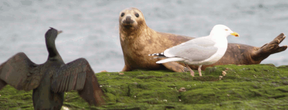 farne islands